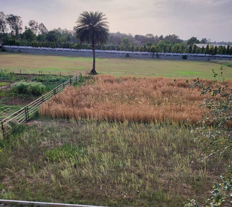 farmhouse land sale sohna 1210 sqyds